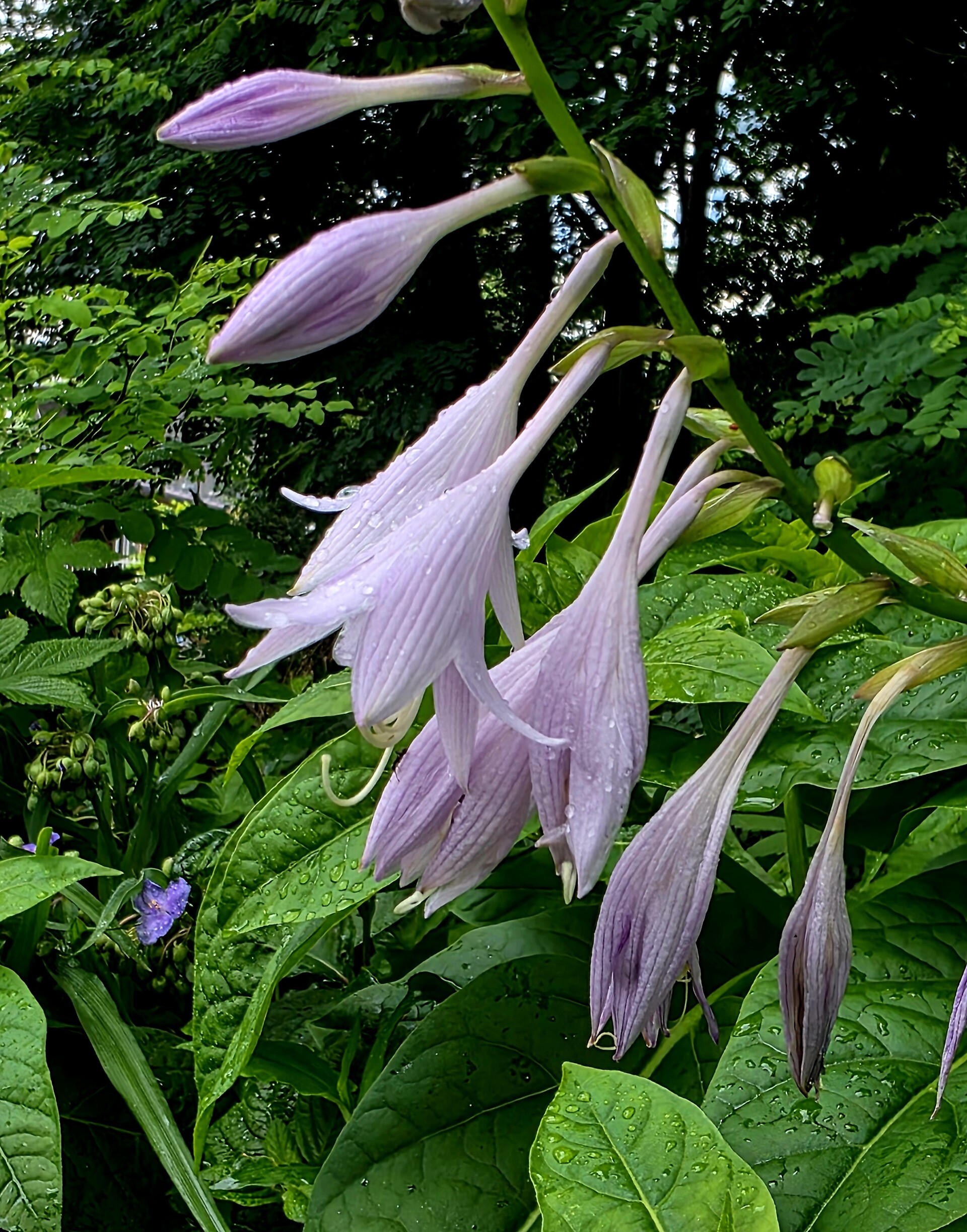 하늘의 선물이란 전설을 간직한 비비추 🌸 - DVDPrime