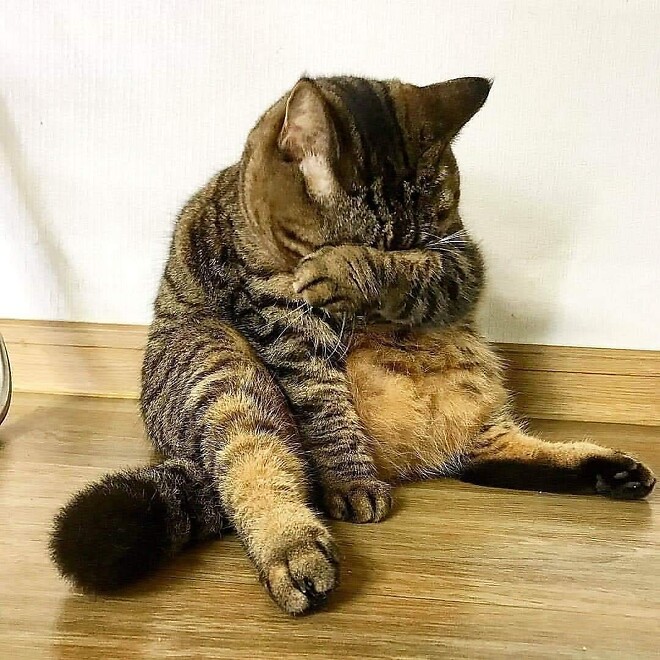 바퀴벌레 약 주문