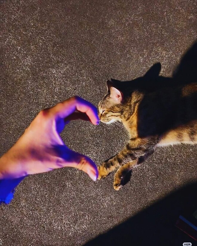 바퀴벌레 약 주문