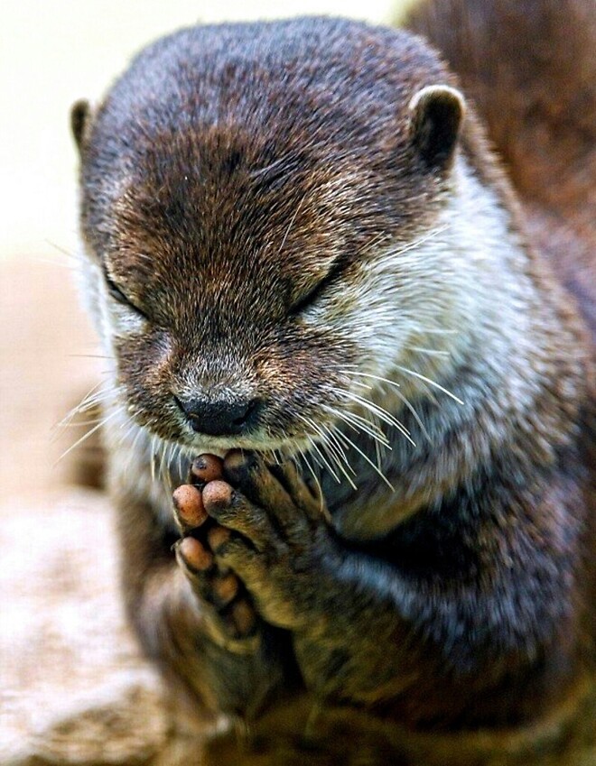 바퀴벌레 약 주문