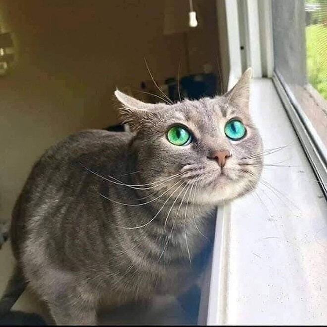 바퀴벌레 약 주문