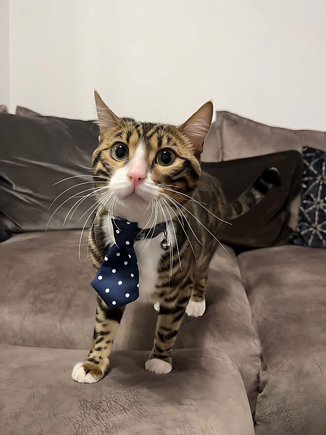 바퀴벌레 약 주문