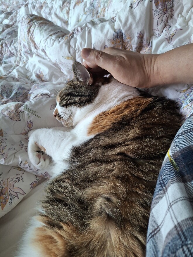 마음이 평화로워지는 냥이의 자는 모습