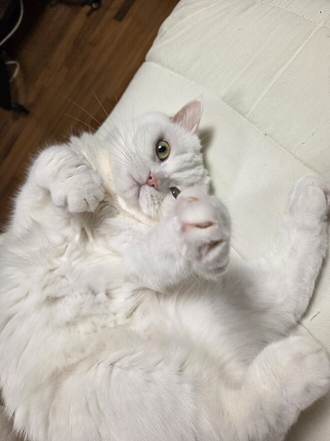 마음이 평화로워지는 냥이의 자는 모습