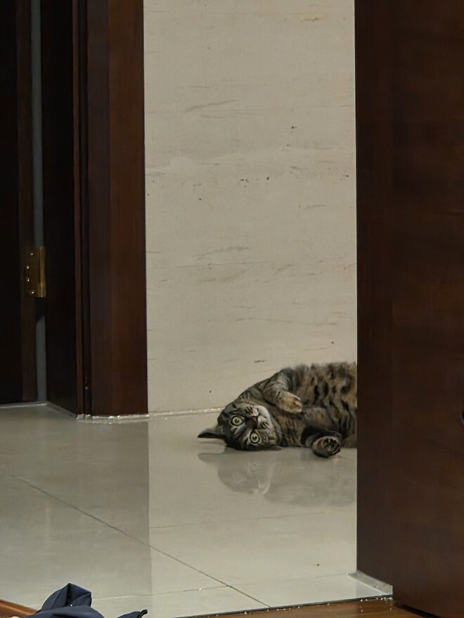 마음이 평화로워지는 냥이의 자는 모습