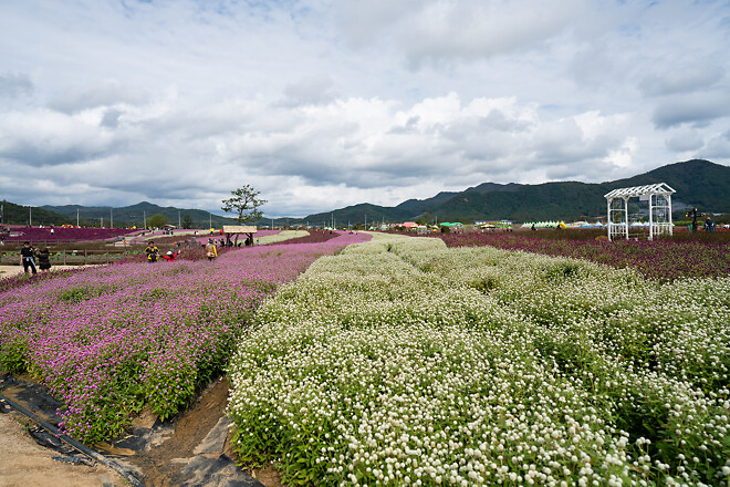 가을에 가볼만한 곳, 철원 고석정 꽃밭
