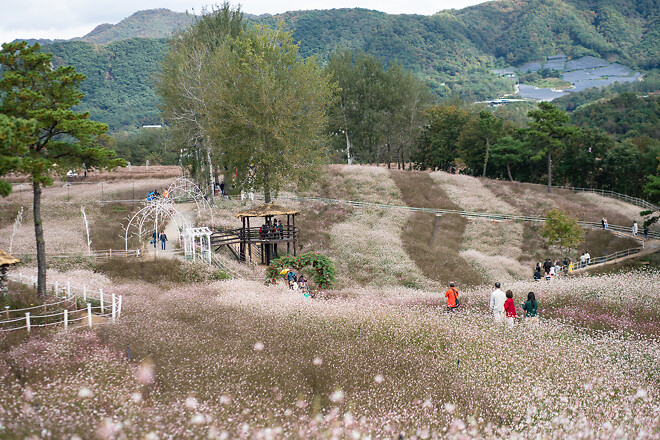 가을에 가볼만한 곳, 철원 고석정 꽃밭