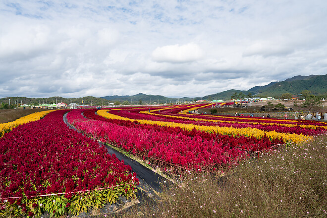 가을에 가볼만한 곳, 철원 고석정 꽃밭