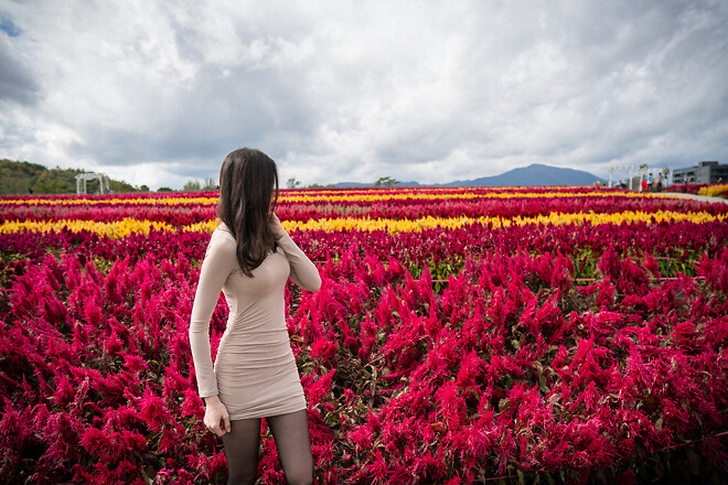 가을에 가볼만한 곳, 철원 고석정 꽃밭
