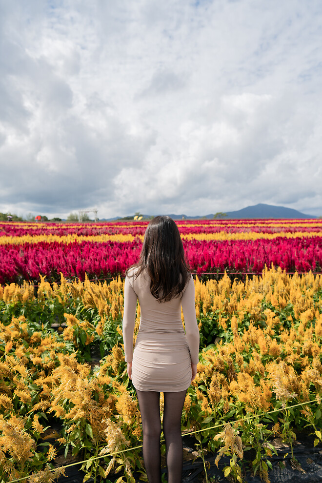 가을에 가볼만한 곳, 철원 고석정 꽃밭