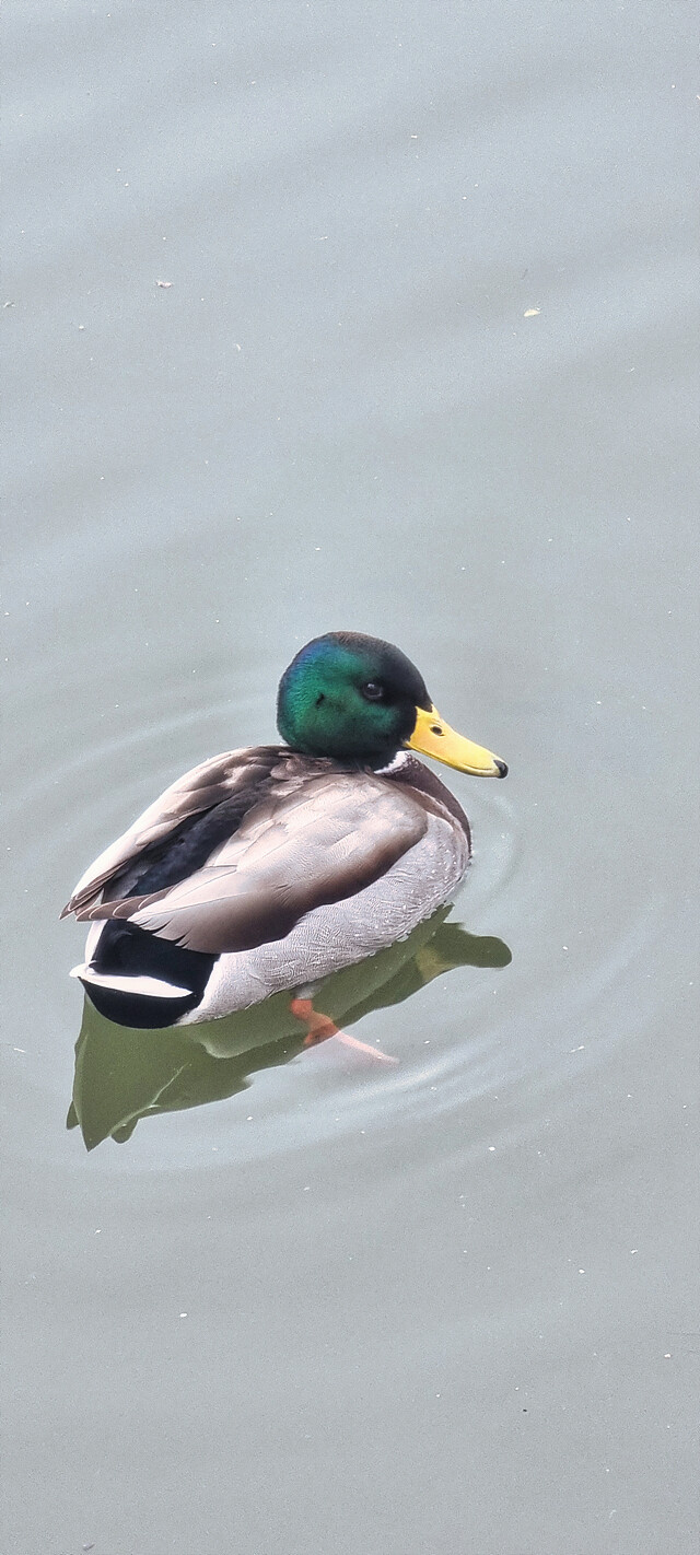 어제자 청둥오리.jpg