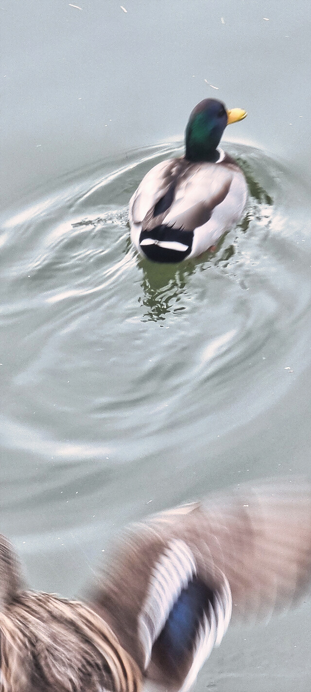 어제자 청둥오리.jpg