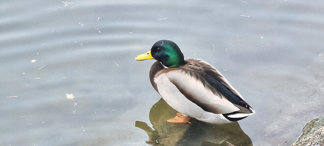 어제자 청둥오리.jpg