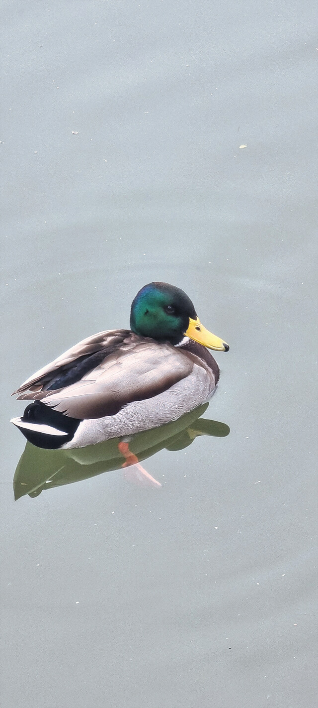 어제자 청둥오리.jpg