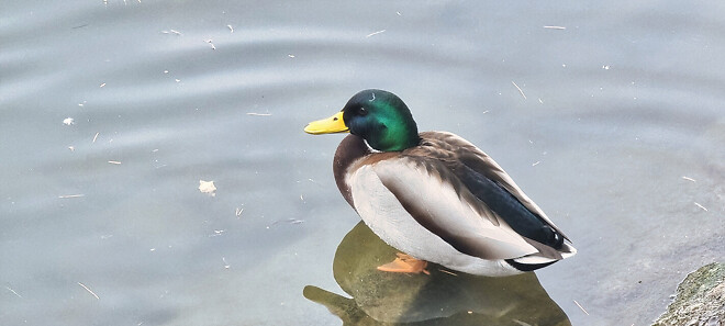 어제자 청둥오리.jpg