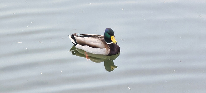 어제자 청둥오리.jpg