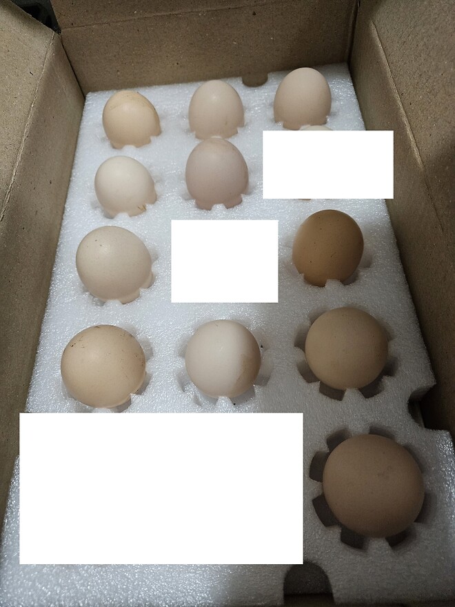 고오급 달걀을 사보았습니다