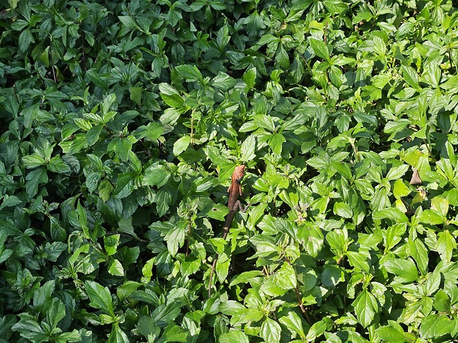 하이커우 미션힐스 방문기