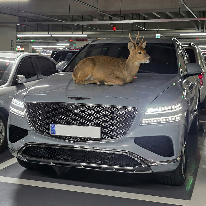 우리 가족 새 차 나왔습니다. (어제)