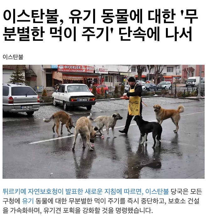 종로구, 길고양이 겨울집 100개 제작? 두쫀쿠 유행인데 두xx도 좀..