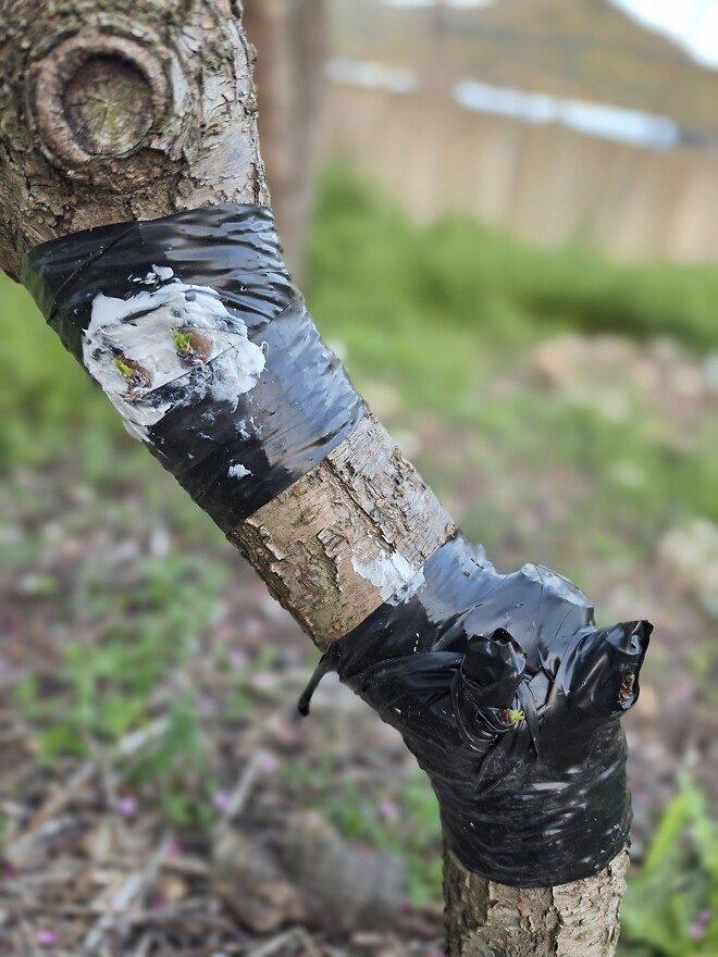 백도복숭아 나무에 천도복숭아 접목이 성공한거 같아요.
