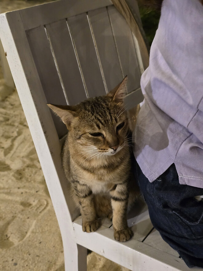 상한가 기념 플렉스합니다.