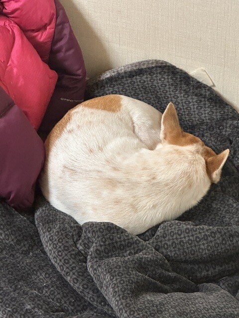 [엌].. 생존 신고 글에 댓글 달아주셔서... 조공.. 짤...입니다.