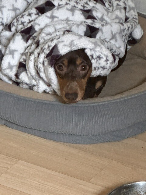 [엌].. 생존 신고 글에 댓글 달아주셔서... 조공.. 짤...입니다.