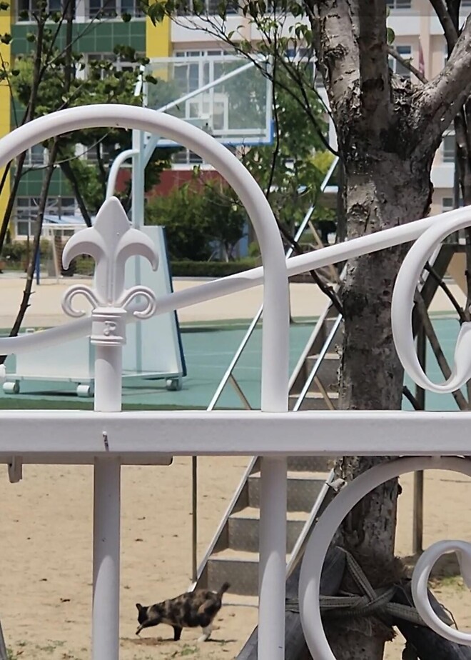 &amp;#039;아이들 놀이터가 고양이 X밭으로&amp;#039;&hellip;학교 오염시킨 &amp;#039;캣맘&amp;#039;에 격분