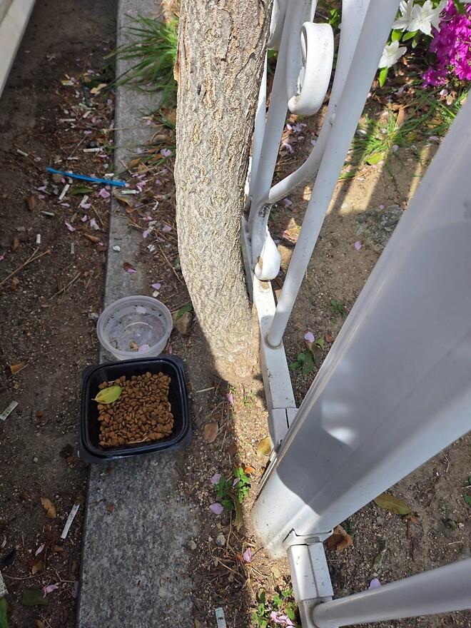 &amp;#039;아이들 놀이터가 고양이 X밭으로&amp;#039;&hellip;학교 오염시킨 &amp;#039;캣맘&amp;#039;에 격분