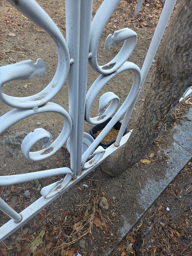 &amp;#039;아이들 놀이터가 고양이 X밭으로&amp;#039;&hellip;학교 오염시킨 &amp;#039;캣맘&amp;#039;에 격분