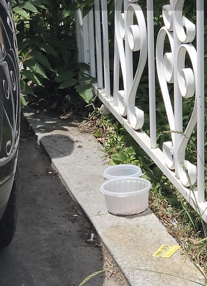 &amp;#039;아이들 놀이터가 고양이 X밭으로&amp;#039;&hellip;학교 오염시킨 &amp;#039;캣맘&amp;#039;에 격분