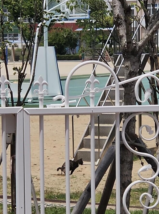 &amp;#039;아이들 놀이터가 고양이 X밭으로&amp;#039;&hellip;학교 오염시킨 &amp;#039;캣맘&amp;#039;에 격분