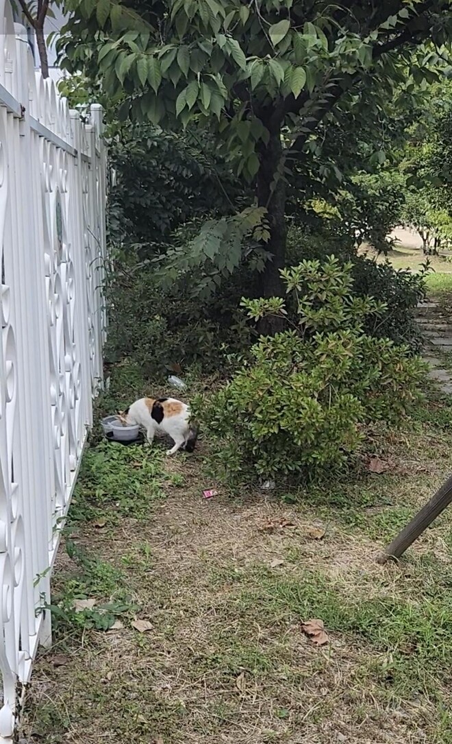 &amp;#039;아이들 놀이터가 고양이 X밭으로&amp;#039;&hellip;학교 오염시킨 &amp;#039;캣맘&amp;#039;에 격분