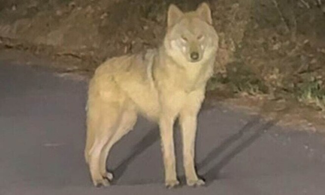 &amp;#039;늑구의 대모험&amp;#039; Ai 포스터 제작해봤습니다 ㅋㅋ