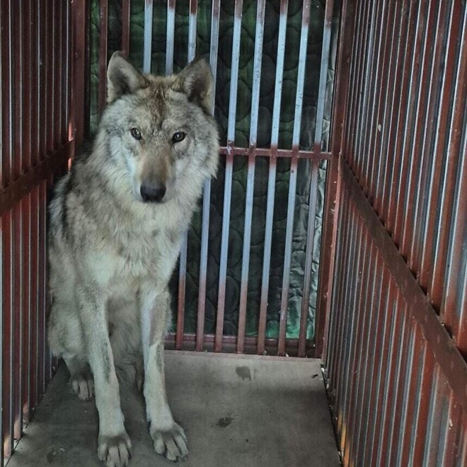 마취 깨 격리된 늑구 모습