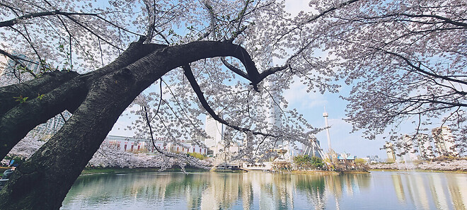 올 4월은 석촌 호수에 다녀오지 못했습니다.jpg