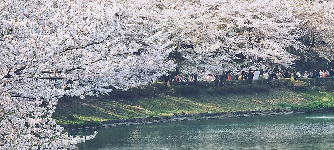 올 4월은 석촌 호수에 다녀오지 못했습니다.jpg