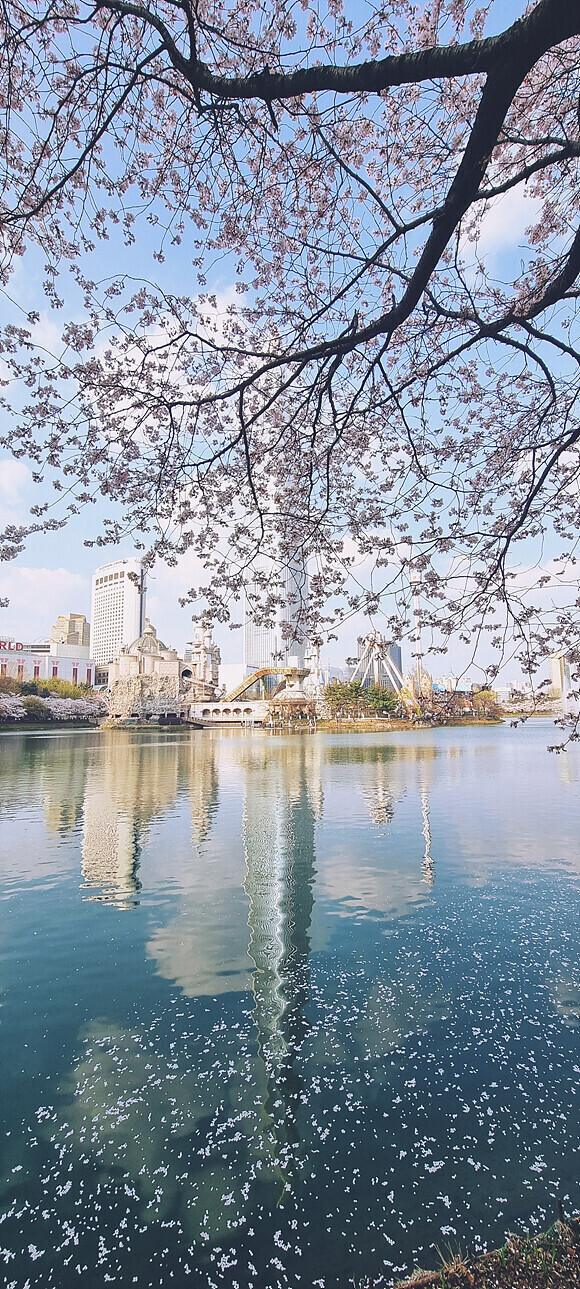 올 4월은 석촌 호수에 다녀오지 못했습니다.jpg