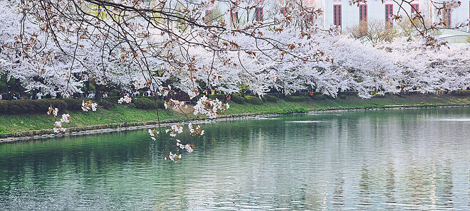 올 4월은 석촌 호수에 다녀오지 못했습니다.jpg