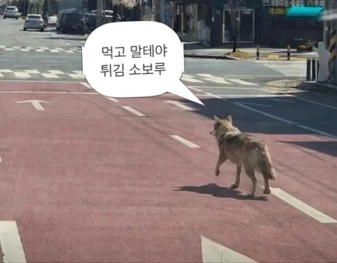 마취 깨 격리된 늑구 모습