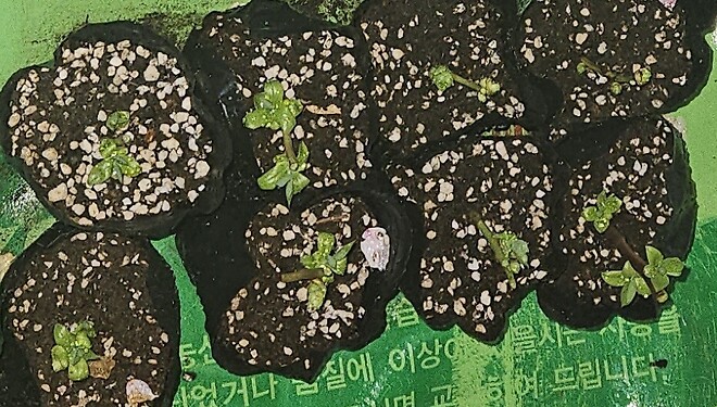 블루베리 삽목 재미있네요