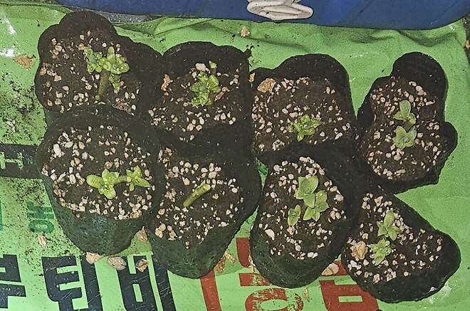 블루베리 삽목 재미있네요