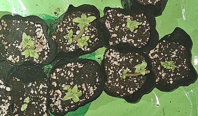 블루베리 삽목 재미있네요