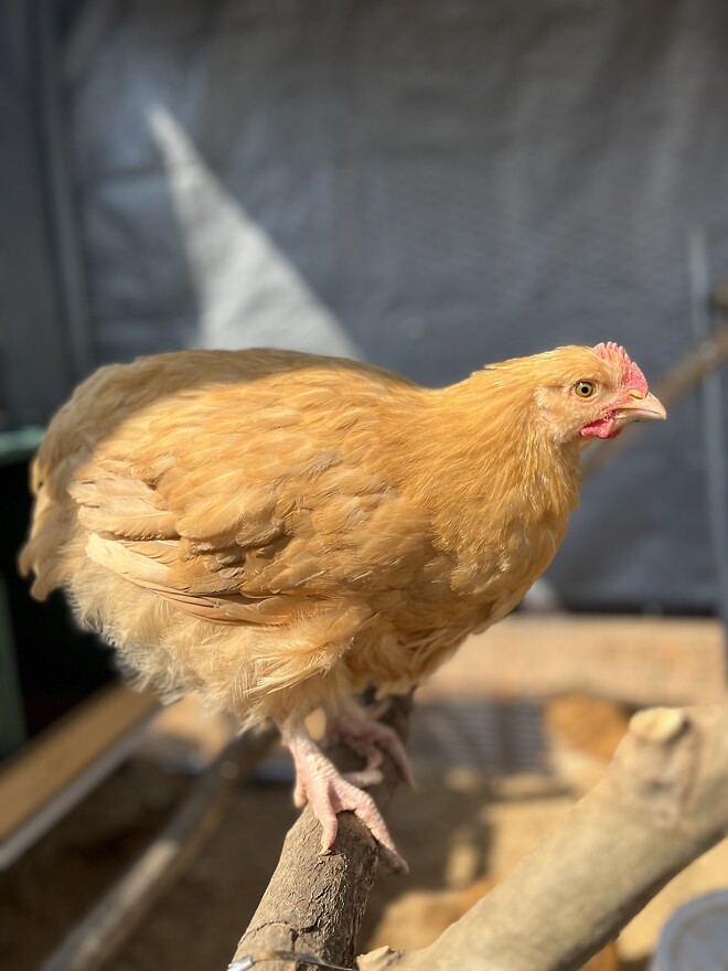 블루베리 삽목 재미있네요