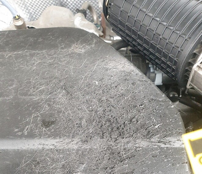 고양이는 차를 긁지 않습니다?