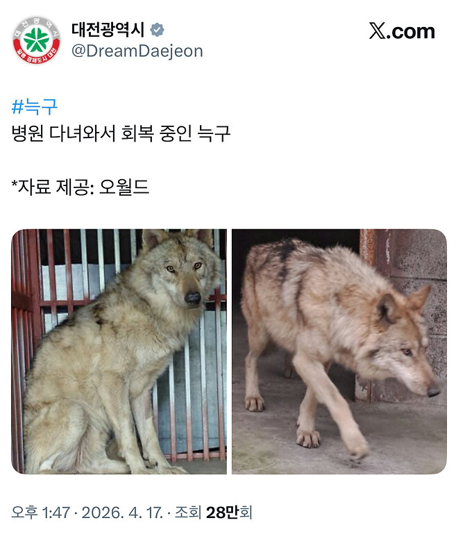 마취 깨 격리된 늑구 모습