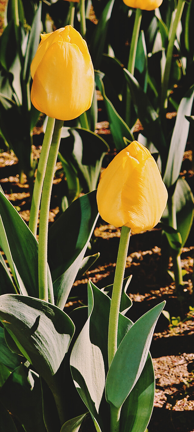 밤에 찍은 꽃 사진.jpg