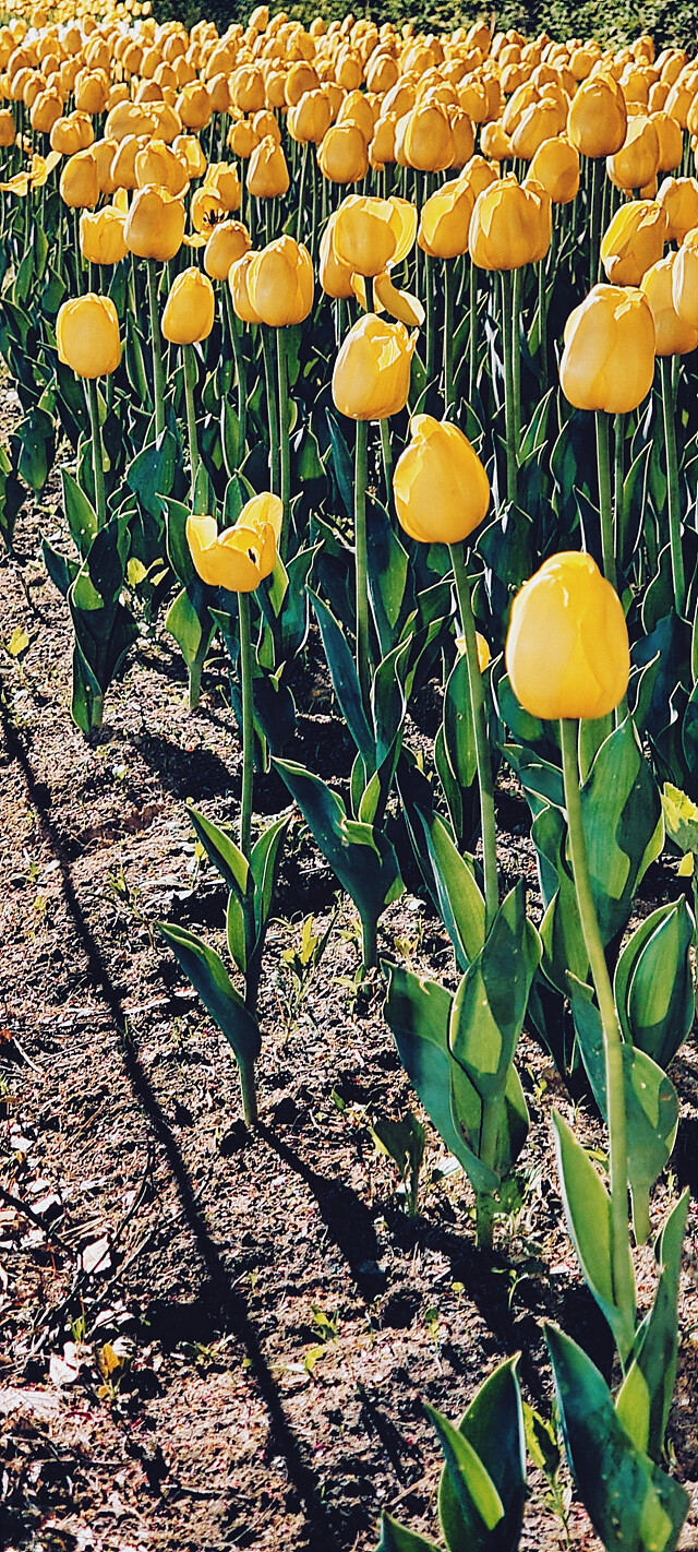 밤에 찍은 꽃 사진.jpg