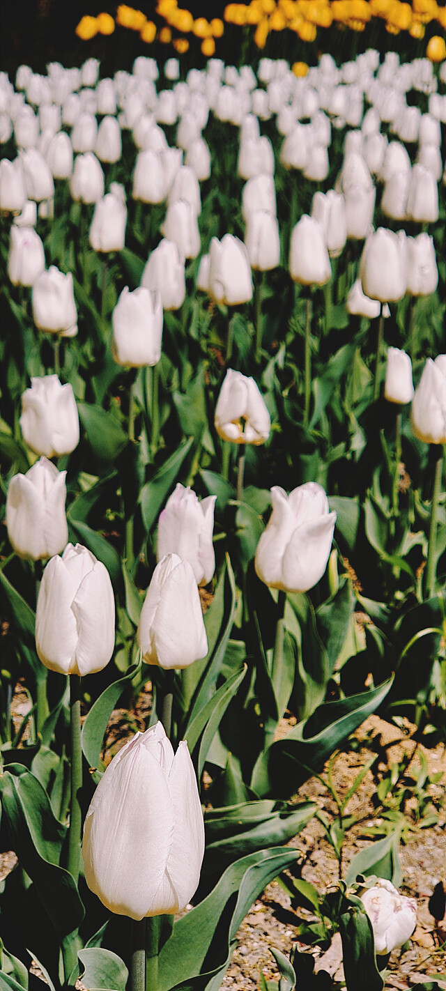 밤에 찍은 꽃 사진.jpg